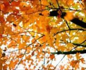 Welcome Autumn!!!!!!n........ And Love Go Like Seasons!!!!!nMusic Sergey Chekalin.nNichita Stănescu - Emoţie de toamnănA venit toamna, acopera-mi inima cu ceva,nCu umbra unui copac sau mai bine cu umbra ta.nnMă tem că n-am să te mai văd, uneori,nCă or să-mi crească aripi ascuţite până la nori,nCă ai să te ascunzi într-un ochi străin,nSi el o să se-nchidă cu o frunză de pelin.nnSi-atunci m-apropii de pietre si tacnIau cuvintele si le-nec in marenSuier luna si-o rasar si-o pref