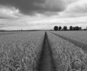 A straight from the camera cut from my walking through the wheat field. Monochrome (