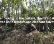 What caused a group of elephants to destroy farms and go after people in Hassan, Karnataka? Watch the dangerous, dramatic task of capturing a wild elephant and what it did to forest officials.