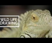 A short film by Ed Andrews documenting a Wild Life Drawing class with large lizards at The Proud Archivist, London.nnWild Life Drawing is a drawing class with a difference. Instead of life models, the subjects are real animals. The drawing classes are open to all, from beginners to advanced. Their aim is to inspire a sense of appreciation and understanding for the animals and conservation issues around the globe.nnWild Life Drawing works with the finest animal sanctuaries and organisations to pu