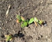 Holden Asmus discusses three causes of necrosis symptomology for early season soybean plants