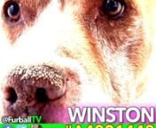 RED a4821448 - WINSTON - PITBULL - 10 - Male - 04-22-15.IG.mp4 from pitbull mp4
