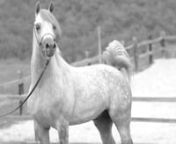 Beautiful stallion out of Frymuszka by the Champion Shanghai EAnnGold Medal Dubai Arabian Horse Show 2017