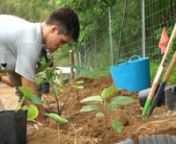Discover The Kohala Center&#39;s weeklong Ōhāhā High School AgriCULTURE Program, where ‘āina and kānaka flourish together! Learn more at http://koha.la/ohaha.