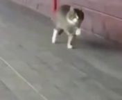 A funny cat video Meme with musik and effects