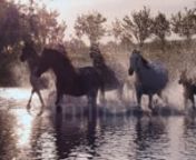 Freedom of the horses in Kazakhstan.nnTheCreationProject celebrates the beauty of nature in moving images.nnWhile