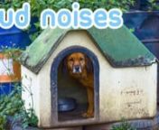 Relax your dog during scary storms with this peaceful and relaxing tune!