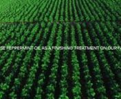 PANGAIA technologies—peppermint oil treatment from peppermint