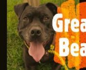 Great Bear is up for adoption at the Humane Society of Harrisburg Area