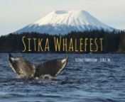 http://sitkawhalefest.orgnnSitka WhaleFest is a unique science festival to celebrate marine life! The core of the festival, is a unique science symposium blending local knowledge and scientific inquiry of the rich marine environment of our oceans.Surrounded by community and cultural activities, the weekend events include lectures, marine wildlife cruises in beautiful Sitka Sound, a marine-themed artisan market, music, local foods, art show, interactive student sessions, and a fun run/walk. Com