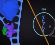 Short chapter from the Mechanism of Action of PARP inhibitors and Targeting DNA Damage Response (DDR) video
