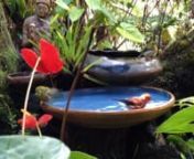 Native Hawaiian Apapane birds bathing in a birdbath outside my window. I am a ceramic artist and made the birdbath and the Bodhisattva sculpture, modeled after the famous Bodhisattva with lotus fresco from the Ajanta Caves in India.