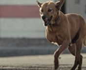 The true story of a dog who took a bullet to protect a family.nnMyra isn&#39;t a large or aggressive dog but when her family was in danger, she did not hesitate. In August 2015, an armed man entered her house. After shooting the mother and father of the household, the man had one bullet left. The rest of the family stood before him. Myra placed herself between the gun and the family, taking a bullet that shattered her leg to pieces. nnThe voices used are from actual interviews with the surviving fam