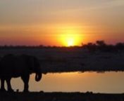 Highlights of my safari adventures through Tanzania, Namibia, South Africa, Kenya and Zambia.nnImages in order of appearance:nn00:00 - Elephant Sunset - Etosha National Park (Okaukuejo Waterhole) - Namibia, September 2016.n00:02 - Elephant - Etosha National Park - Namibia, September 2016.n00:04 - Lion - Ngorongoro Crater - Tanzania, August 2016.n00:06 - Black Rhino - Etosha National Park (Okaukuejo Waterhole) - Namibia, September 2016.n00:08 - Leopard - Serengeti National Park - Tanzania, August