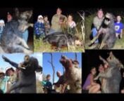 2 and a half hours of content featuring multiple hunters, both professional and recreational along with their dogs catching tough &amp; tusky Aussie Boars in some of Australia’s most remote and hard to reach spots. Hours of ACTION PACKED adrenaline pumping boar catching action guaranteed.nnThe BLOOM BROTHERS Boar Catchin’ Action DVD series were originally published with a magazine and follow on from the highly successful Doggin’ Boars DVDs (1-6) available online at www.bloombrothers.com.au