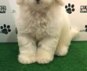 White & Light Brown Miniature Poodle Puppy (Male) For Sale 1 from sale male