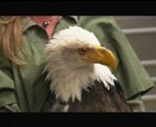 Beauty the Bald Eagle gets a second chance with a little help from technology. Shot and edited by Trooper Media&#39;s Keith Bubach for Evening Magazine (KING-TV). 2008 Emmy winner. See more work and talk to us about creating a video for you at www.trooper-media.com.Tip this video and Trooper Media will donate the money to Birds of Prey Northwest.