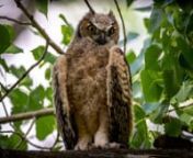 Great Horned Owl nest with 3 chicks. Prey is a rat or a vole or a ?3 owlets.Former red tail nest untilthe GHOs took over.n nThanks for watching! nnCanon 1DXII 100-400 II w/ 1.4 extendernResolve edit
