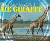 The tallest land animal today is the remarkable giraffe. With its overall height, thin legs, and long tongue, this wonder of creation shows some amazing designs. How does the giraffe&#39;s circulatory system account for its head being 8 feet above its heart when standing upright, but then several feet below its heart while taking a drink? While evolution must rely on random mutations and chance processes, the finely-tuned anatomy of the giraffe provides evidence of intelligence--demanding a designer