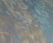 Possible Pacific sand lance school, with a few Pacific herring in the crowd.Ebey&#39;s Landing kelp bed, 18 July 2020.Video by Vernon Brisley