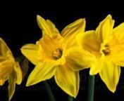 Fresh spring flowers blooming in time lapse, Yellow Daffodils, isolated on black background, Stock Footage available in HD, 2K and 4K resolutions. nnStock footage available on Shutterstock:nhttps://www.shutterstock.com/video/clip-2680307-stock-footage-yellow-daffodils-blooming-time-lapse.html?src=gallery/RB96g1qOIffIX7OqsJrYPw:1:7/3pnnAdobe Stock:nhttps://stock.adobe.com/uk/stock-photo/yellow-daffodils-flowers-blooming-in-time-lapse/60849333?prev_url=detailnnPond5:nhttps://www.pond5.com/stock-fo