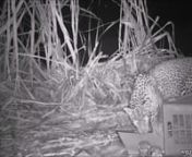 Farmers in Nashik, India, stumbled upon three tiny leopard cubs huddled together amidst the dense sugarcane fields while harvesting their crops. The cubs were barely old enough to open their eyes and were mewling helplessly for their mother. The farmers called in the Forest Department for help, who in turn called Wildlife SOS. The three leopard cubs, identified as one male and two females, were estimated to be about twenty days old and were found to be in good health. Wildlife SOS set up a baske