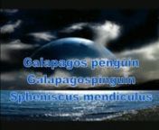 The Galápagos penguin (Spheniscus mendiculus) is a penguin endemic to the Galápagos Islands. It is the only penguin that lives north of the equator in the wild. It can survive due to the cool temperatures resulting from the Humboldt Current and cool waters from great depths brought up by the Cromwell Current. The Galápagos penguin is one of the banded penguins, the other species of which live mostly on the coasts of Africa and mainland South America.nThe average Galápagos penguin is 49 centi