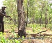 Crusoe Batara England and Thomas Dennis chop down a tree looking for woma &#39;honey&#39;. Unfortunately the hive is a new one, so not much honey inside, but Crusoe talks about his memories of his elders harvesting honey in the old days.nFilmed at Gochan Jiny-jirra in October 2015.