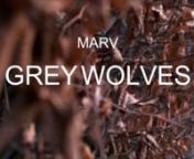 Hey guys!nnI&#39;m very happy to share my latest music video.nThe track is called &#39;grey wolves&#39;. A sweet little song about love and heartbreaks.nI really hope you like it and would definitely appreciate every little bit of feedback for this song and music video.nnA massive thanks to Kev, a person who always supported me and made this video possible.nnI also added the lyrics to this song underneath.nnCheersnxx Marvnn---nnOh kiss menOh kiss me, but keep lying onnOh tell menOh Tell me that our love is