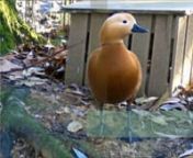 The ruddy shelduck (Tadorna ferruginea), known in India as the Brahminy duck, is a member of the family Anatidae. It is a distinctive waterfowl, 58 to 70 cm (23 to 28 in) in length with a wingspan of 110 to 135 cm (43 to 53 in). It has orange-brown body plumage with a paler head, while the tail and the flight feathers in the wings are black, contrasting with the white wing-coverts. It is a migratory bird, wintering in the Indian subcontinent and breeding in southeastern Europe and central Asia,