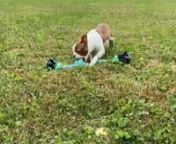 Randy love to be out in our yard , he is so playful activerun around with his toy. When he gets tired he wants to be cuddled �
