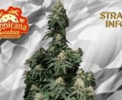 --Intended for the 18 &amp; over---nnSebastian Good tells you all about Fast Buds Tropicana Cookies FF: nnTropicana Cookies FF (Fastflowering) is the ideal variety for beginners seeking strains that thrive outdoors and indoors and in all types of climates. This is a heavy-yielding, easy-to-grow variety that grows fairly tall and will not fail to show its hybrid vigor, even with minimal maintenance. Expect a potent and long-lasting effect that relaxes your muscles and boosts your mood, giving you