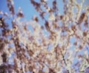 Spring cherry blossoms in Vancouver. Now I remember why I endure the rainy winters.nnEdited and colour corrected/graded in FCP.nnGear: Panasonic GF1, Panasonic 20mm, c-mount Kern Paillard Switar 28mm, c-mount Wollensak 150mm, Konova SlidernnMusic: Killer Crane - TV On The Radio