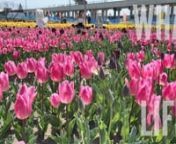 It is a flower field in Konan City where various varieties of tulips are in bloom.nRed, yellow, white and even purple tulips are in bloom. It&#39;s a colorful flower garden. very beautiful.nTulips have various