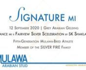 (Allegiance MI x Fairview Silver Scelebration by SK Shakla Khan) &#124; September 2020 Grey Arabian Gelding