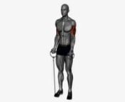 biceps-curl-resistance-band-fitness-exercise-worko-2023-02-26-12-45-33-utc from worko