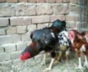 ASEEL CAMMAND COCK WITH TIGER AND RAMPURI HEN from aseel
