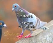 #pigeonn#kabutarn#sirajikabutarnnFOLLOW FOR MORE PIGEON EDITING OR STATUS VIDEO --- YAHOO BABA PIGEON LOVER �❤️nnfancy � siraji kabutar �️&#124;&#124; siraji pigeon �️�status &#124;&#124; Pune pigeon ��official #pigeon #shorts ❤️���nn✔Deffrent� Pigeon ❌Show✖ Status �&#124;&#124; Pigeon �King �Status �&#124;&#124; �YB_Pigeon_L�nn✔Pigeon �Attitude❌ Status �&#124;&#124; Pigeon� Dialog� Status� &#124;&#124; Danger� Pigeon �nn✔YB �Pigeon ✖Lover❌ &#124;&#124;〽 Pigeon �Status �&#124;&#124; �Dialo