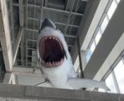 Full-scale model shark (