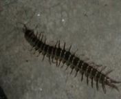 This is a video clip showing a very large centipede my neighbours wife found in their toilet.I heard the scream from my place...nnThis centipede was 37 cm. (14.5