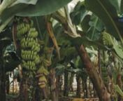 واحدة من أولى الفواكه التي تتبادر إلى الذهن عندما يتعلق الأمر بالسكان المحليين: الموز. تعتبر هذه الفاكهة الشهية برائحتها ومذاقها من أهم المنتجات الزراعية في المنطقة. يقام مهرجان الثقافة والموز كل عام باسم الفاكهة. يزرع الطعم الفريد لمناخ مرسين في مناطق أنامور وبوزياز وإردم