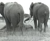 This clip is made from a series of photographs taken in July 1981 in Amboseli. We were watching a large aggregation of elephants when suddenly we observed elephants running in one part of the group. I caught a glimpse of adult female with long splayed tusks toppling over. It was Polly. She tried to pull herself to her feet as dark bands of Temporin streamed down the sides of her face. Her eyes were wide and shining, revealing her possible confusion and pain. She pulled herself half way up and th