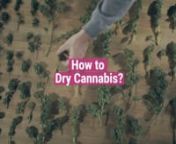 Growing cannabis doesn’t stop at harvest time. In fact, the most important task of all awaits! Drying your #cannabis flowers correctly will enhance their shelf life, prevent mould formation, and even improve the taste and smoothness of every toke. Check out the stages of the process below to dry your buds to perfection.nnYou’ll know your buds are correctly dried when the stems snap when you try to bend them. Now it’s time to cure them for enhanced flavours!nn00:00 Introductionn00:12 Wet tr