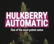 HulkBerry Automatic is a great way to start a productive day. Her sativa high will fire you up and boost your productivity as her rich terpene profile spoils your taste buds with sweet and spicy notes.