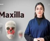 Official sqadia.com Website: ✦ https://www.sqadia.com/catalogn✦ 5500+ Medical Videosnn☛DESCRIPTIONnLet us explore the maxilla anatomy. It is one of the 14 facial bones. The fusion of two irrregularly-shaped maxillary bones, results in the formation of maxillae (plural of maxilla).nnNow the questions arise, what does it do? Where is it located? What is the maxilla anatomy? Watch this maxilla anatomy lecture to get all the answers, as told by our mascot-skeleton, named Max.nnThe maxilla is