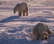 This video contains graphic material that may be extremely disturbing to some people. However, this is real life for polar bears due to the harsh environment they live in. This film shows a mother and her two cubs who were all obviously malnourished. The two cubs eventually die, most likely due to starvation.These animals were part of the Western Hudson Bay population that spend several months on land each year due to melting ice. The time they spend on land is increasing due to the changing cli