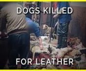 PETA Asia&#39;s undercover investigation reveals that dogs are bludgeoned and killed so that their skin can be turned into leather gloves, belts, jacket collar trim, cat toys, and other accessories. The never-before-seen footage shows slaughterhouse workers grabbing one terrified, yelping dog after another with metal pinchers before bashing them over the head with a wooden pole, rendering some unconscious but leaving others to writhe in agony with severe head trauma. Workers cut the animals&#39; throats