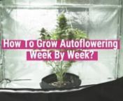 In this video, you will learn how to grow autofloweing strains in a controlled environment, week by week. nnThere are a few steps to optimize your growing, and with this guide, you will follow step by step. nnExpert breeders from Royal Queen Seeds cultivated indoors our Green Gelato Automatic. This video covers the evolution of the plant, week by week. You will learn how to water and feed with the Easy Boost nutrients (also developed by Royal Queen Seeds), how to automate the indoor environment,