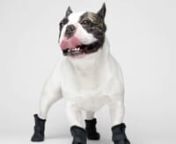 canada-pooch-black-wellies-dog-boot-product-photo.mp4 from mp photo