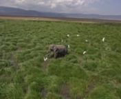 World-first 8K FPV drone footage in UNESCO World Heritage Site Ngorongoro, Tanzania.nnNgorongoro Crater, the world&#39;s largest inactive, intact and unfilled volcanic caldera is home to some 25,000 large animals. The crater, which formed when a large volcano exploded and collapsed on itself two to three million years ago, is 610 meters (2,000 feet) deep with an expansive 260 square kilometer (100 square miles) floor area. Estimates of the height of the original volcano range from 4,500 to 5,800 met